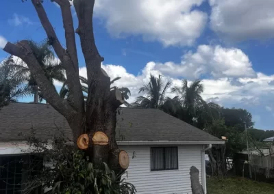 Dependable Tree Removal