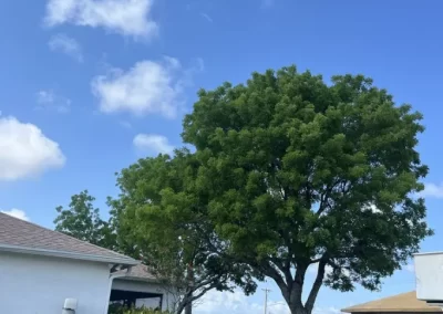Excellent Tree Maintenance