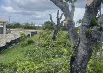 Quality Tree Removal