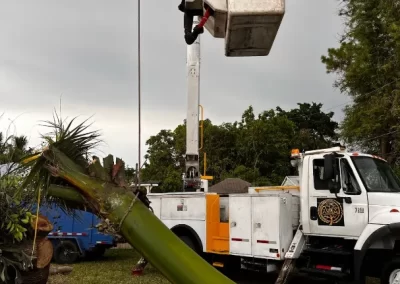 Top-notch Tree Removal