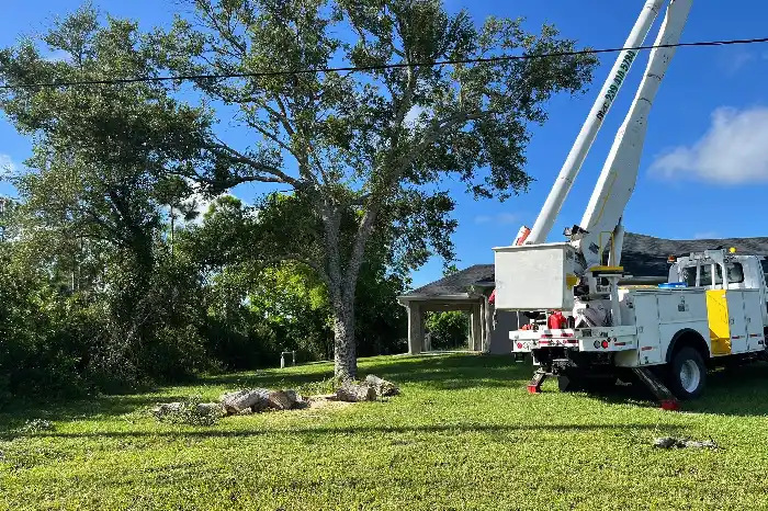 Tree Expert in Cape Coral, FL