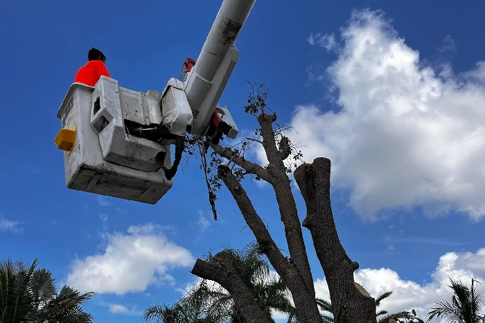 Tree Expert