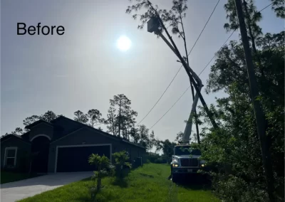 Tree Removal (1)