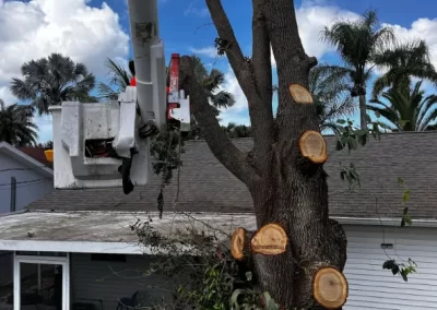 Tree Removal (3)
