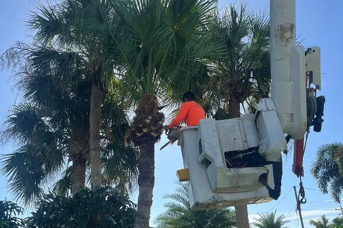 Tree Specialist
