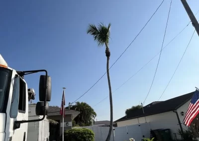 Tree Trimming (1)