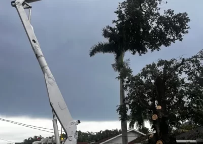 Tree Trimming (2)