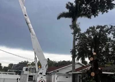 Tree Trimming (3)