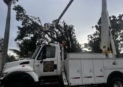 Tree Trimming (4)