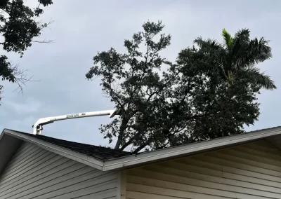 Tree Trimming (5)
