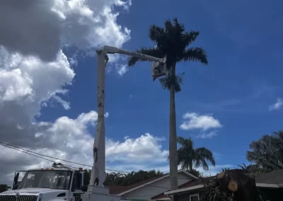 Tree Trimming (6)