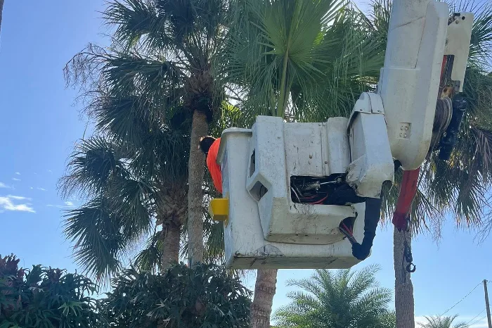 Tree Trimming