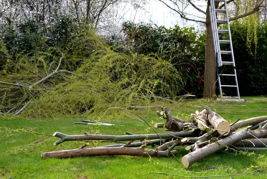 How Land Clearing Impacts The Local Environment And Ecosystem in Cape Coral, FL