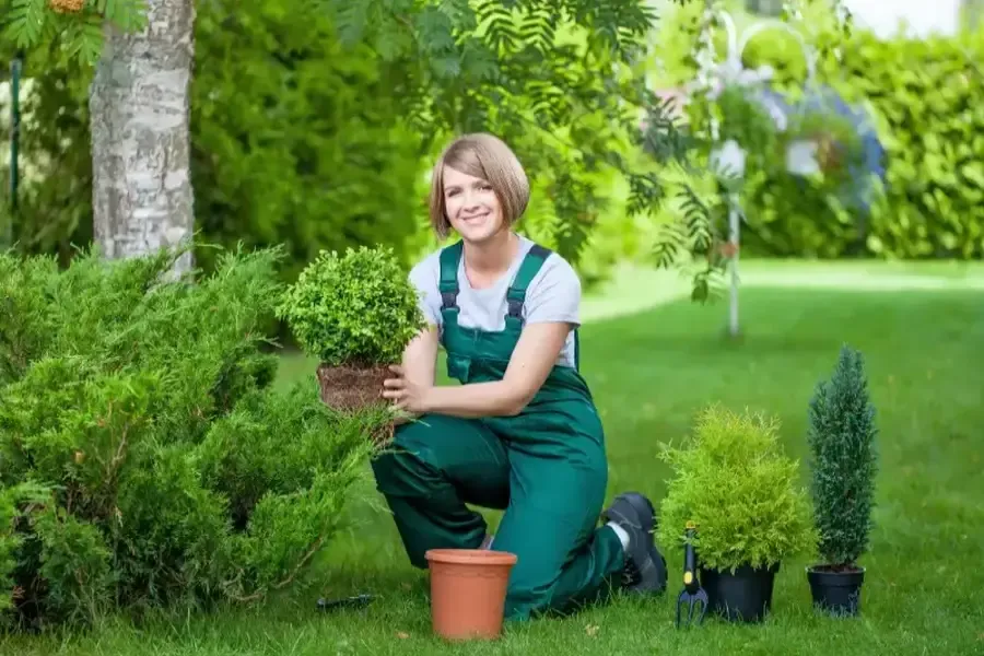 Landscape Services That Improve Tree Growth Cape Coral, FL