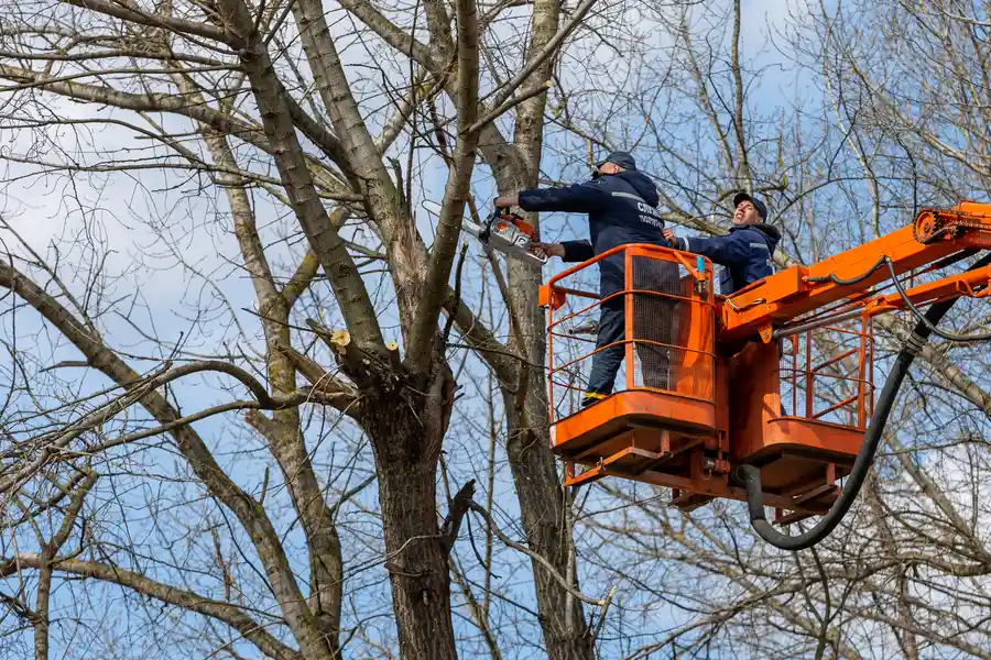 Quality Tree Removal Cape Coral, FL