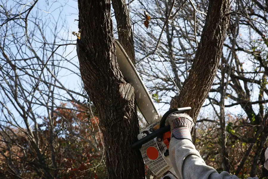 Tree Removal Versus Tree Trimming Explained Cape Coral, FL