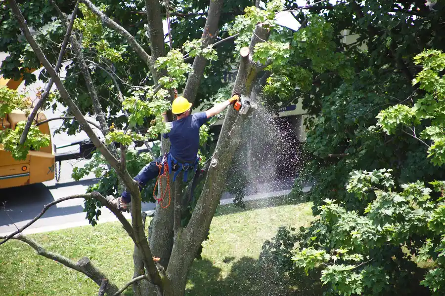 Tree Removal Versus Tree Trimming Explained in Cape Coral, FL