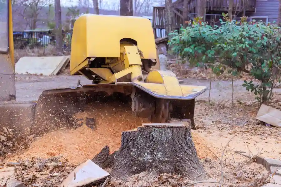 Tree Service in Cape Coral's Other Services