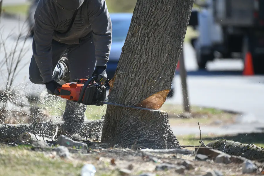 Tree Expert in Cape Coral, FL