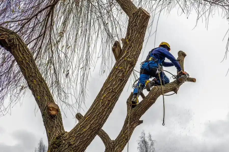 Tree Removal